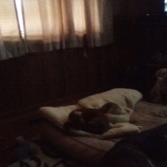 Meet your Posher, Cindy - Picture 1 of 1